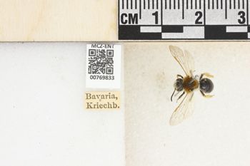 Media type: image;   Entomology 769833 Aspect: Labels